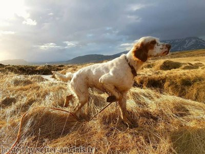 Setter Anglais UPPERWOOD CORAL